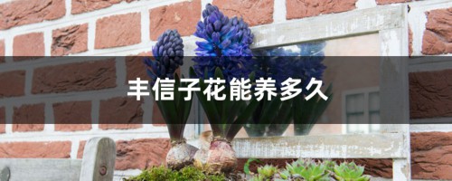 风信子花能养多久