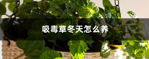 吸毒草冬天怎么养，会冻死吗