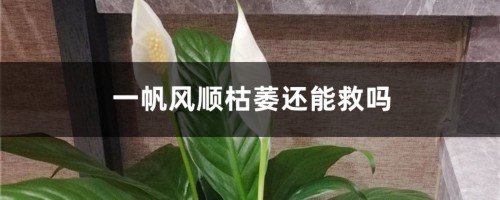 一帆风顺枯萎还能救吗，如何救活