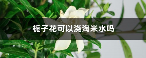 栀子花可以浇淘米水吗