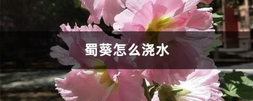 蜀葵怎么浇水