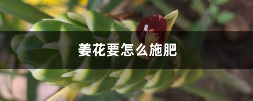 姜花要怎么施肥