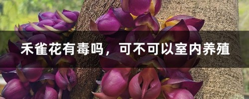 禾雀花有毒吗，可不可以室内养殖